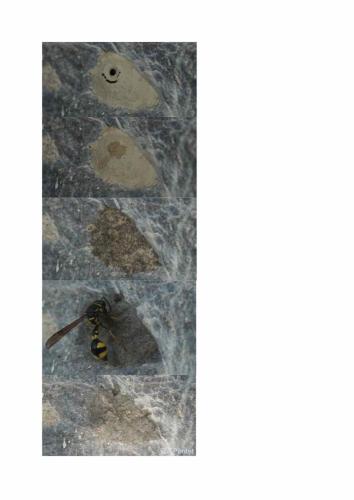 Eumenes sp.